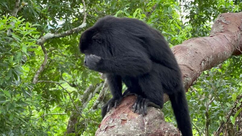 Tikal Full Day with Dedicated Exploration of the Monuments - Who Should Consider This Tour?