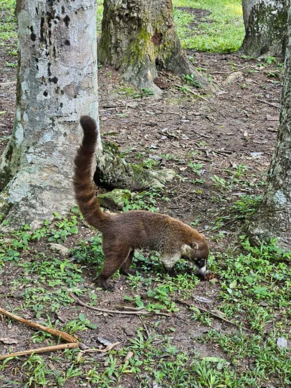 Tikal Guatemala - FAQs