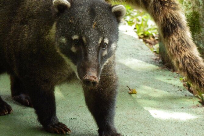 Tikal Maya Ruins Day Tour - Key Points