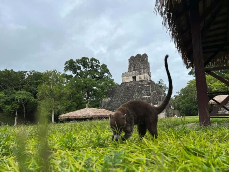 Tikal Sunrise, Archeological focus and Wildlife Spotting - FAQ