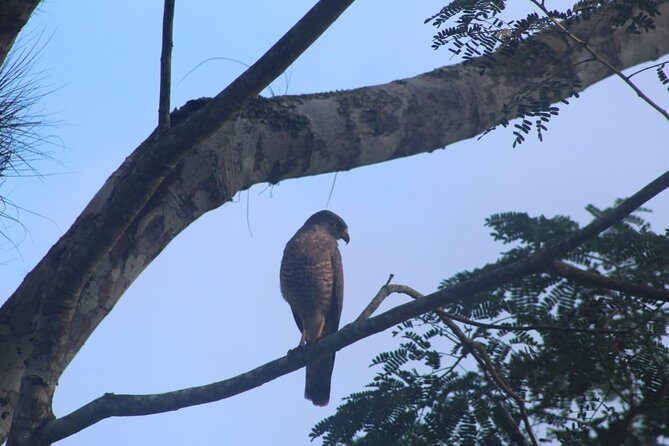 Tikal Tour From Flores, airport and Tikal hotels in Guatemala - A Deep Dive into the Tikal Tour Experience