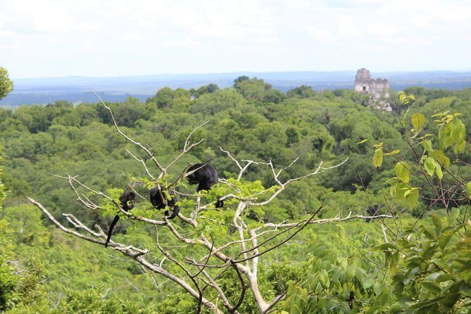 Tikal VIP Exclusive Tour All inclusive from Flores Guatemala - A Deep Dive into the Tikal VIP Tour Experience