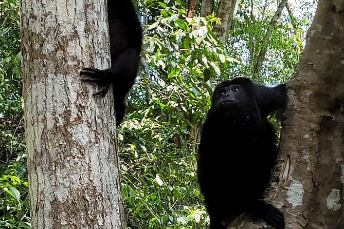 Tikal Vip Private Tour from Flores Guatemala with transportation - FAQ