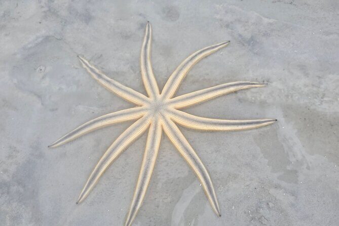 Tiki Pub Amazing Dolphin Eco Adventure - Final Thoughts: Is It Worth It?