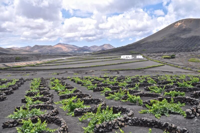 Timanfaya And El Golfo For Cruise Passengers (Mornings) - The Vineyard of La Geria — A Unique Agricultural Marvel
