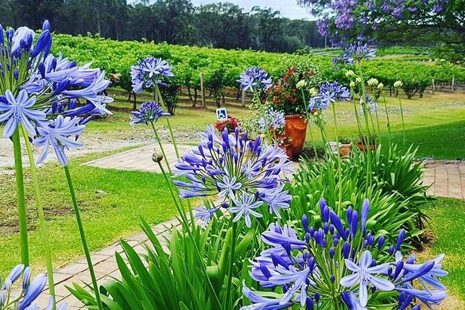 Tintilla Estate: Wine Tasting with a Meat and Cheese Platter - Authentic Insights from Reviews