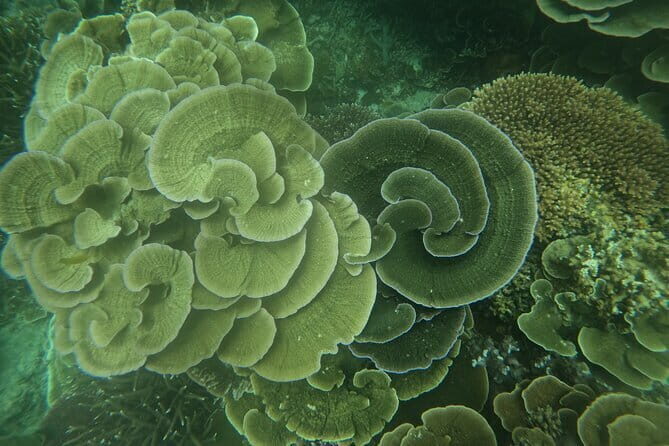 Tioman Coral Island Snorkeling & Island Hopping Tour - FAQs About the Tioman Snorkeling & Island Hopping Tour