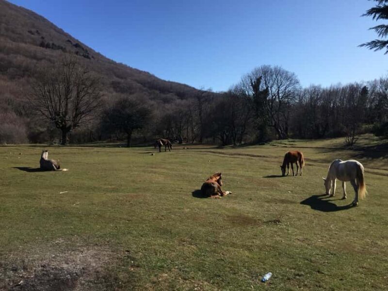 Tirana: Dajti National Park and Tujani Peak Hiking Tour - Why This Tour Is a Great Choice