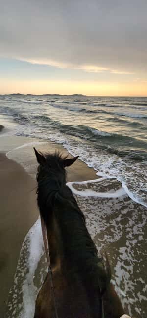 Tirana/Durrës: Fllakë Beach Escape and Optional Horse Ride - Who Should Book This Tour?