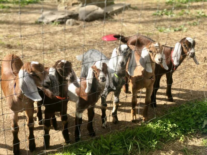 Tirana/Durrës/Golem: Farm Tour with Cheese & Raki Tasting - FAQ