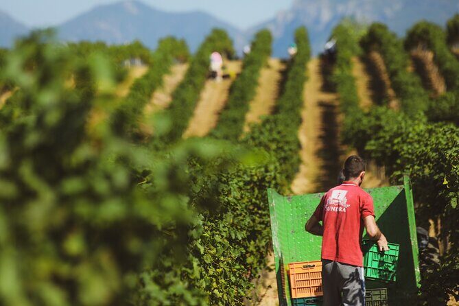 Tirana Lundra Winery Guided Tour with Wine Tasting - Key Points