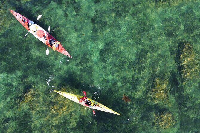 Tiritiri Matangi Sea Kayak Tour - Key Points
