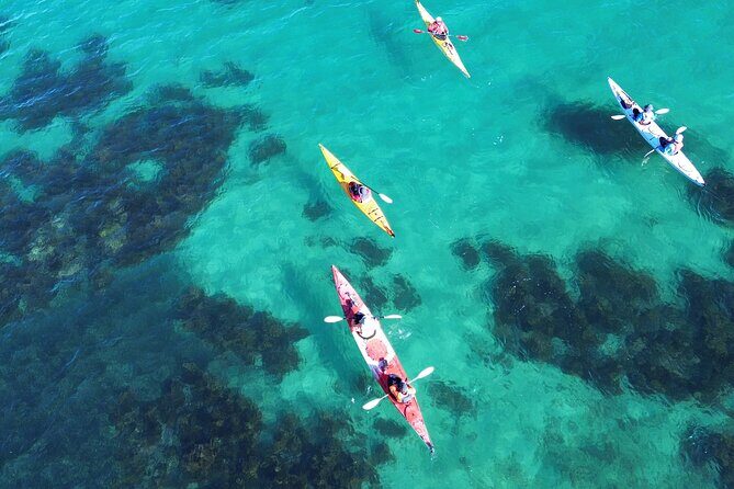 Tiritiri Matangi Sea Kayak Tour - Why This Tour Offers Great Value
