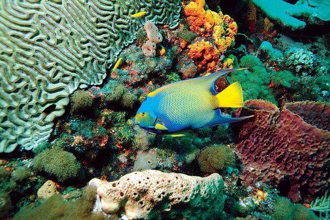 Tobago Buccoo Reef Glass Bottom Boat Cruise and Island Sightseeing Tour - Final Thoughts: Who Will Love This Tour?