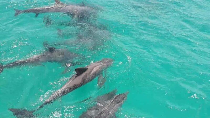 Tobago: Coastal Boat Tour with Snorkeling and Rum Punch - Tobago: Coastal Boat Tour with Snorkeling and Rum Punch