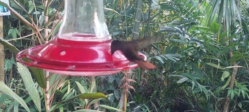 Tobago: Hummingbird Tour - A Detailed Look at the Tobago: Hummingbird Tour