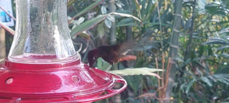 Tobago: Hummingbird Tour - FAQ: Your Questions About the Tobago Hummingbird Tour