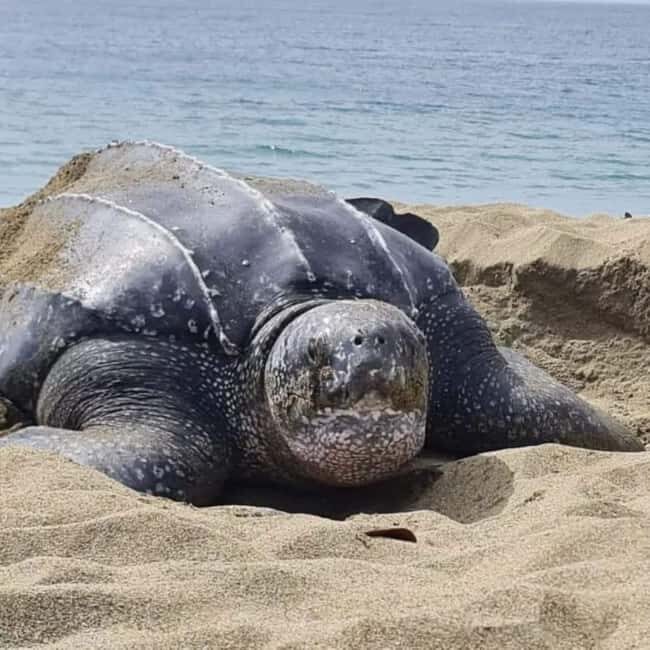 Tobago: Leatherback Turtle Nesting Tour with Pickup - Who Is This Tour Best Suited For?