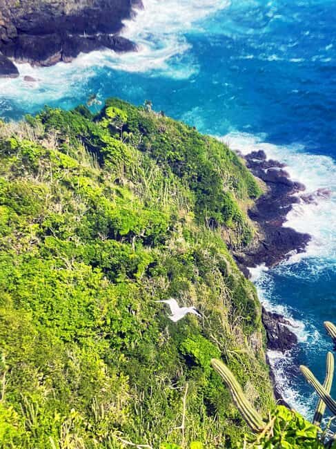 Tobago: Little Tobago Bird Sanctuary Visit and Boat Tour - Frequently Asked Questions