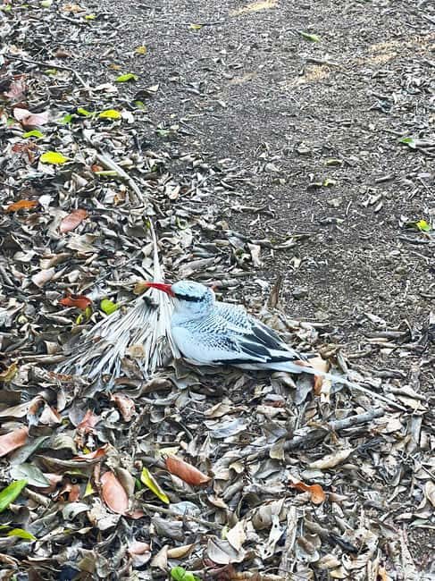 Tobago: Little Tobago Bird Sanctuary Visit and Boat Tour - Final Thoughts