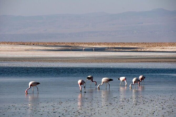 Toconao and Salt Flats in Atacama - Exploring the Atacama: Toconao and the Salt Flats Tour
