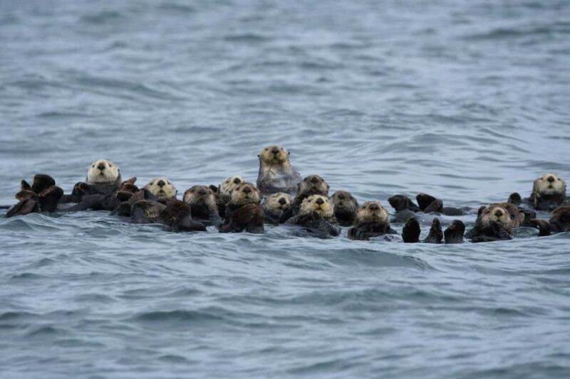 Tofino: Covered Boat Winter Wildlife Watching Tour - Key Points