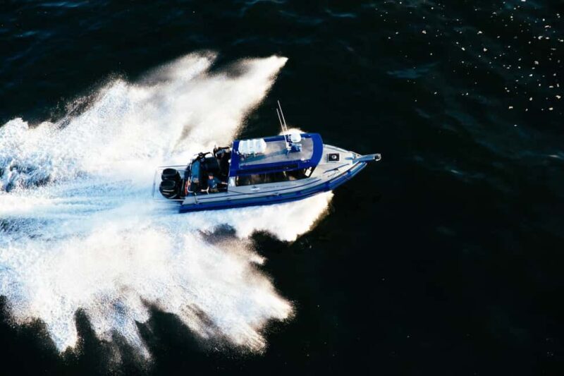 Tofino: Covered Boat Winter Wildlife Watching Tour - A detailed look at the wildlife tour experience
