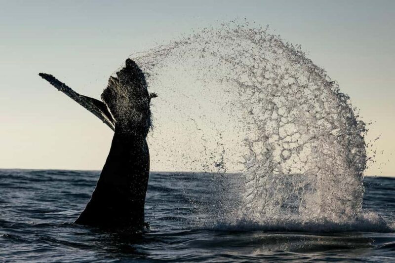 Tofino: Covered Boat Winter Wildlife Watching Tour - FAQ