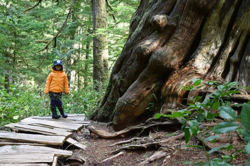 Tofino: Private Boat Tour with Big Tree Trail & Crabbing - The Value of This Experience