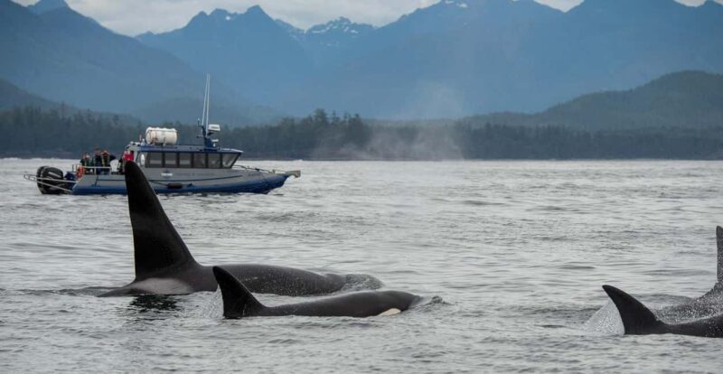 Tofino: Whale Watching Tour with Nature Guide - Tofino: Whale Watching Tour with Nature Guide