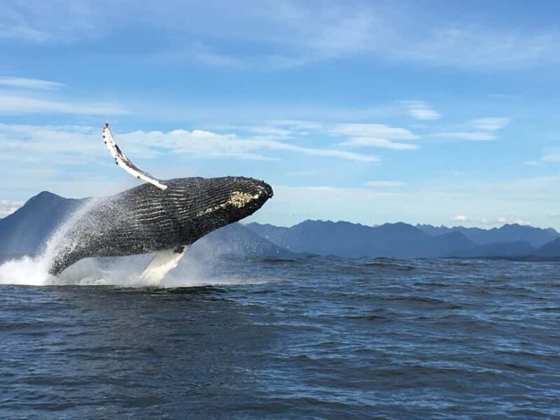 Tofino: Whale Watching Tour with Nature Guide - Who Should Consider This Tour?