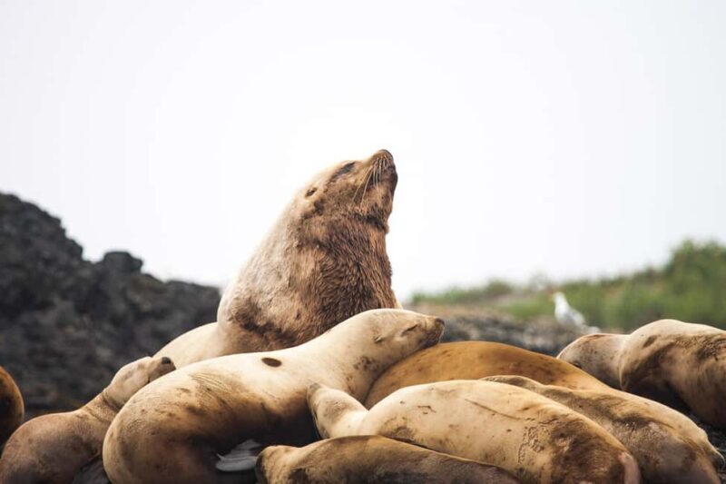 Tofino: Whale Watching Tour with Nature Guide - Final Thoughts