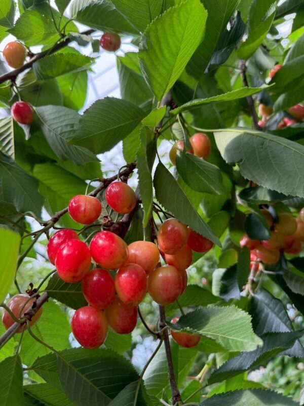Tohoku One-Day Tour: Ginzan Onsen-Zao Ropeway & Ice Monsters-Okama Crater-Seasonal Fruit Picking-Special Lunch One-Day Tour (Departing from Sendai) - One long day linking three very different places