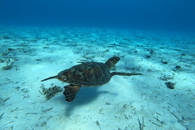 Tohora Bora Bora Snorkeling Lagoon Tours - The Experience: A Closer Look at the Lagoon Tour