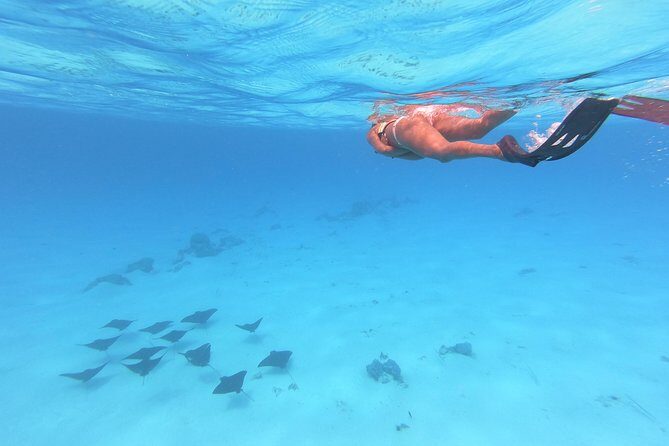 Tohora Bora Bora Snorkeling Lagoon Tours - Who Will Love This Tour?