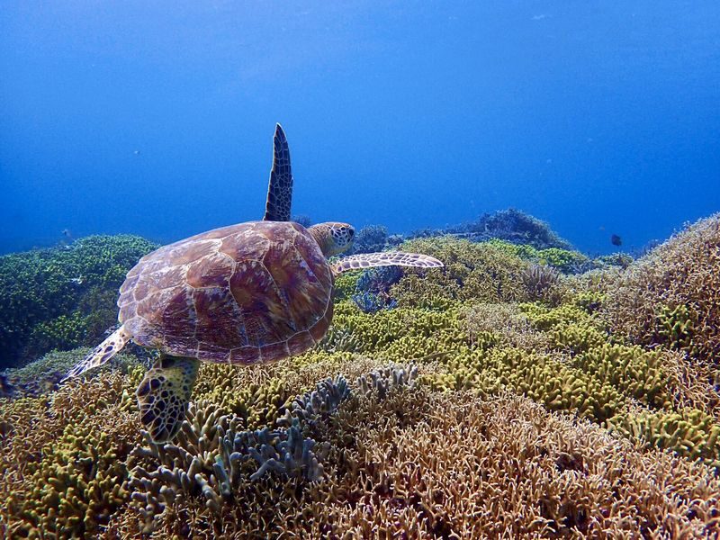 Tokashiki Island Boat Snorkeling Experience - The boat snorkeling session