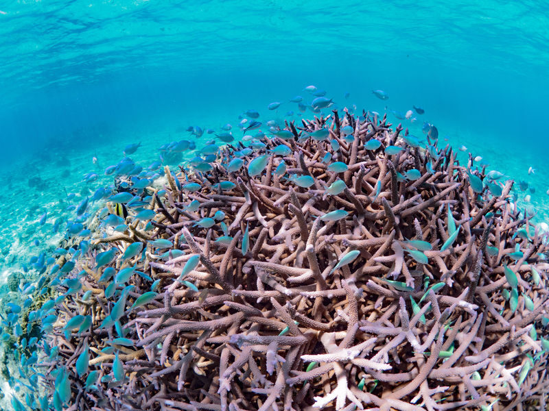 Tokashiki Island Boat Snorkeling Experience - Should you book it?