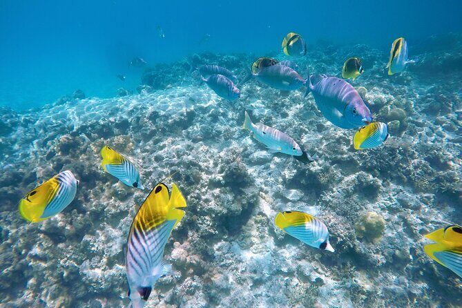Tokashiki Island Day Trip from Naha - Who Should Consider This Tour?