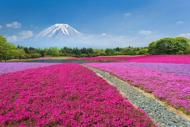 Tokyo 5hr Private Guided Tour & Tea Ceremony Experience - Final Thoughts