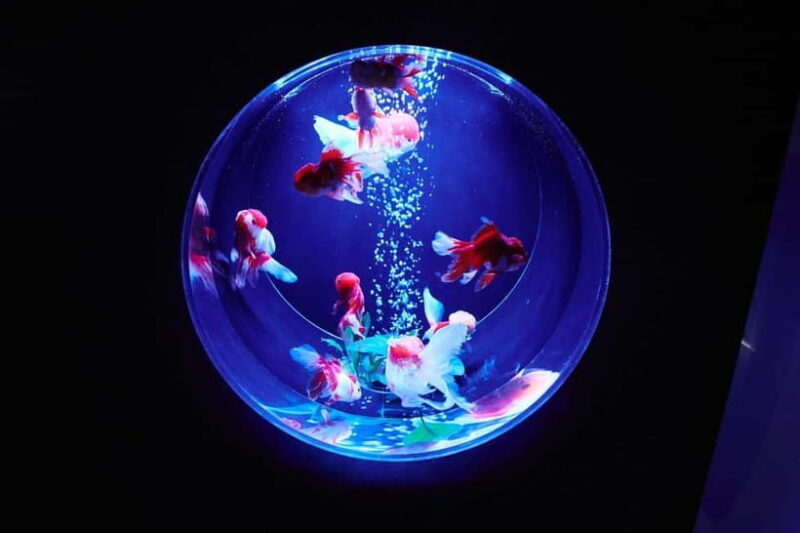 Tokyo: Art Aquarium Museum GINZA Entry Ticket - The Value of the Art Aquarium Experience