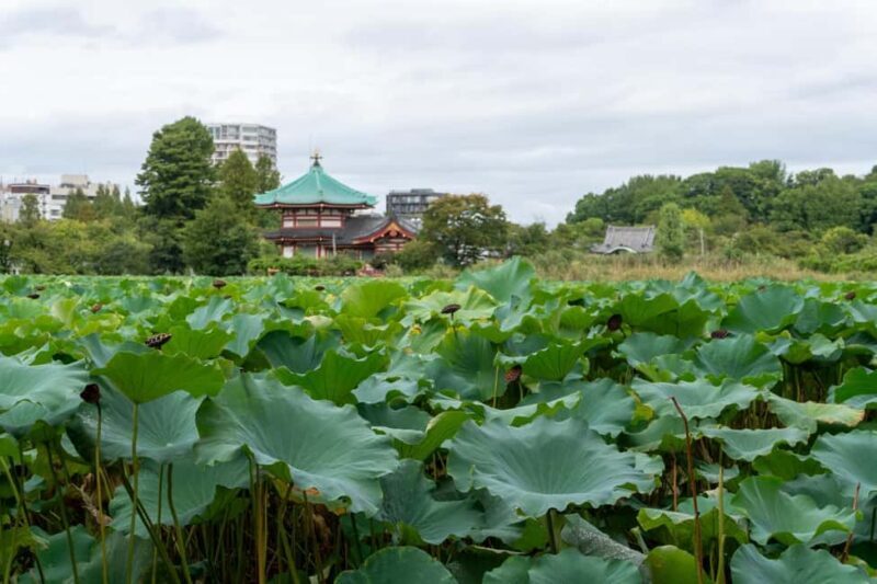 Tokyo: Asakusa & Kanda Myojin & Ueno Guided Tour - What Makes This Tour Stand Out