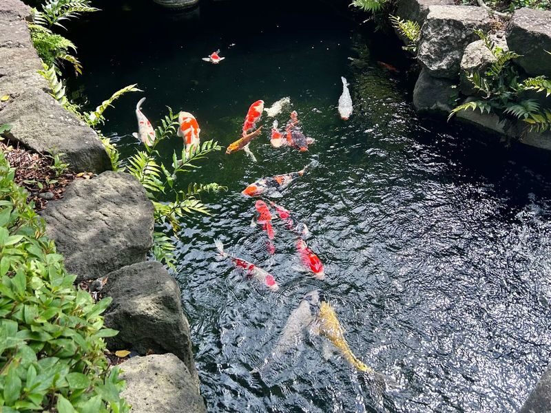 Tokyo Asakusa & Senso-ji Half-Day Cultural Walking Tour - Should you book the Asakusa walk?
