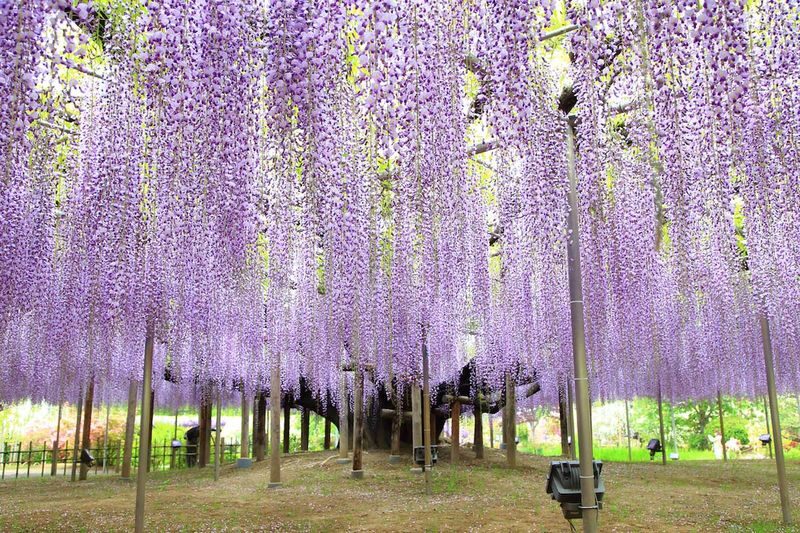 Tokyo Ashikaga Flower Park Full-Day Private Tour - The day at a glance