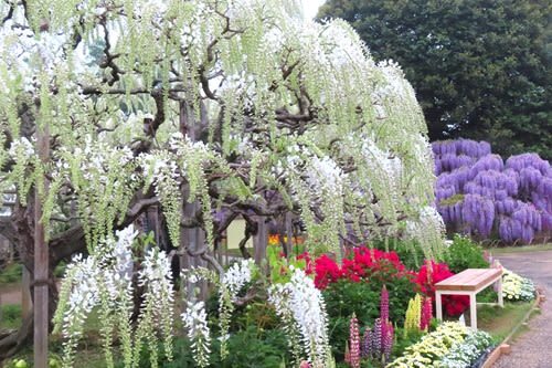 Tokyo Ashikaga Flower Park Full-Day Private Tour - Fruit picking: a short, seasonal stop