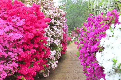 Tokyo Ashikaga Flower Park Full-Day Private Tour - Sano Premium Outlets: shopping with a time limit
