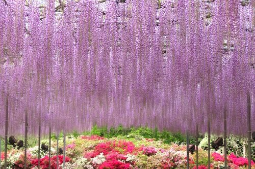 Tokyo Ashikaga Flower Park Full-Day Private Tour - Private transport and driver communication