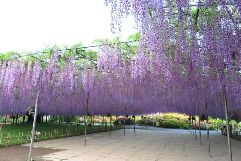 Tokyo: Ashikaga Flower Park with Entry Ticket - A Closer Look at the Ashikaga Flower Park Experience