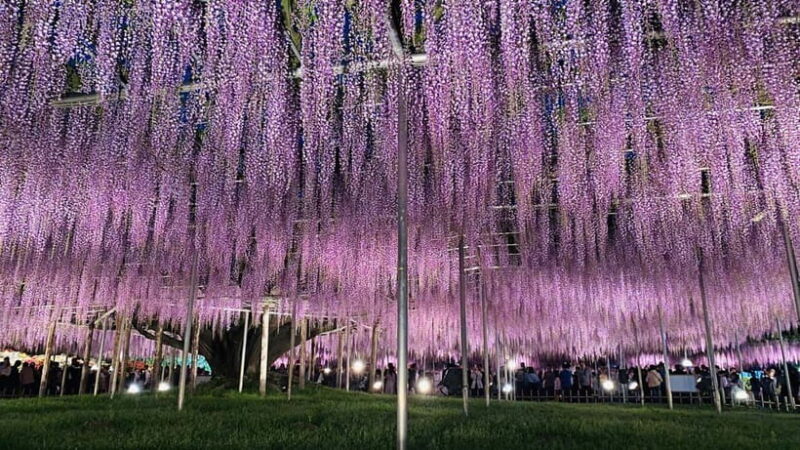 Tokyo: Ashikaga Flower Park with Entry Ticket - Exploring Ashikaga Flower Park: A Full Breakdown