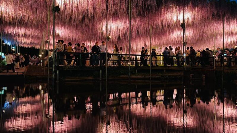 Tokyo: Ashikaga Flower Park with Entry Ticket - FAQ - Frequently Asked Questions