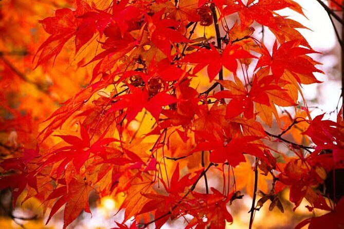 Tokyo Autumn Colors Gardens Shrines and Tea Tour - Final Thoughts: Who Is This Tour Best For?